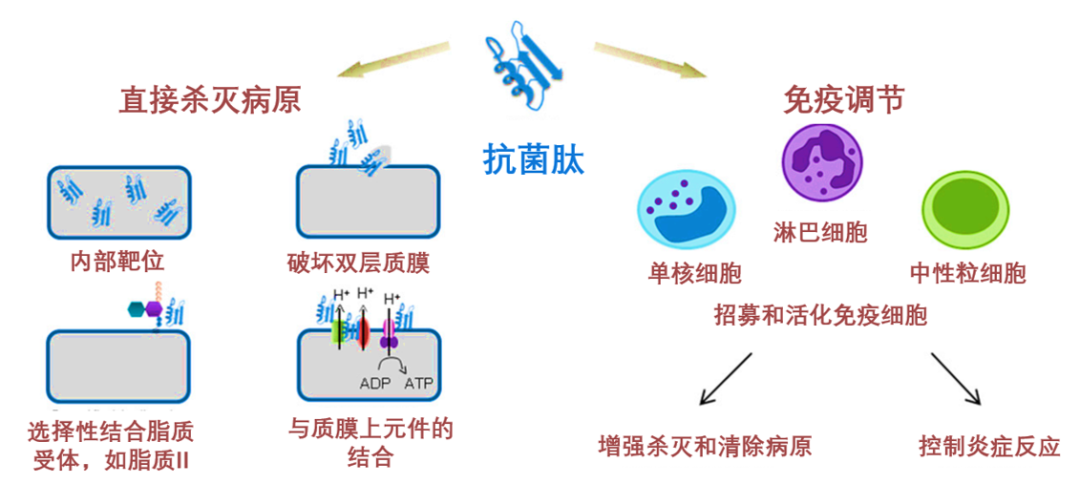 泰倍健——新型免疫增强剂，构建核心抗病力